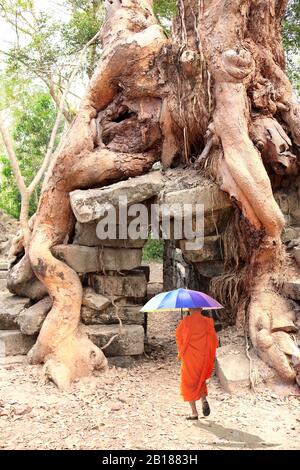 Moine bouddhiste avec parapluie arc-en-ciel Aller aux racines de l'arbre géant sur les ruines de l'ancien temple khmer Angkor Wat (Angkor Thom), Siem Reap, Cambodge, Indochin Banque D'Images