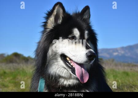 Magnifique chien Husky sibérien après une longue randonnée. Banque D'Images