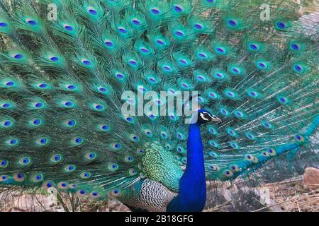 L'image de la chouette indienne (Pavo cristatus) affichée dans le parc national de Ranthambore, Rajasthan, Inde, Asie. Banque D'Images