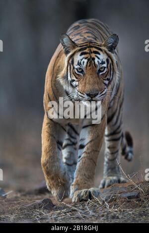 L'image du portrait de Tiger (Panthera tigris) dans le parc national de Ranthambore, Rajasthan, Inde, Asie. Banque D'Images