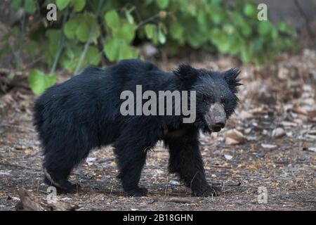 L'image du portrait de Sloth Bear (Melursus ursinus) dans le parc national de Ranthambore, Rajasthan, Inde, Asie. Banque D'Images