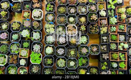 Une variété de plantes succulentes dans de minuscules pots, disposés à côté l'un de l'autre. Vue de dessus. Banque D'Images