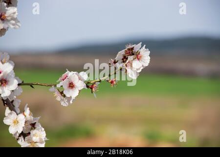 Épique avec fleurs blanches roses et bourgeons d'amande sur un fond vert flou. Israël Banque D'Images