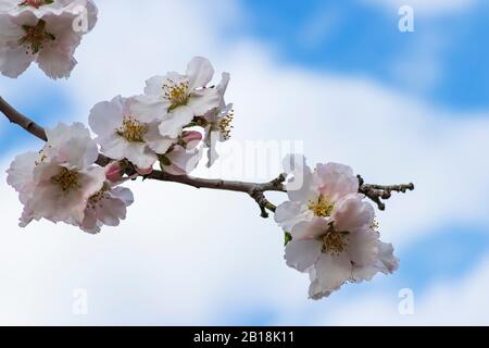 Épique avec fleurs blanches-roses fleuries d'amande gros plan sur un fond de ciel bleu avec des nuages.Israel Banque D'Images