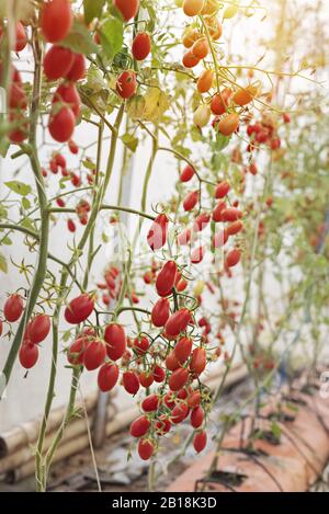 tomates mûres fraîches accrochées à l'arbre dans le jardin Banque D'Images