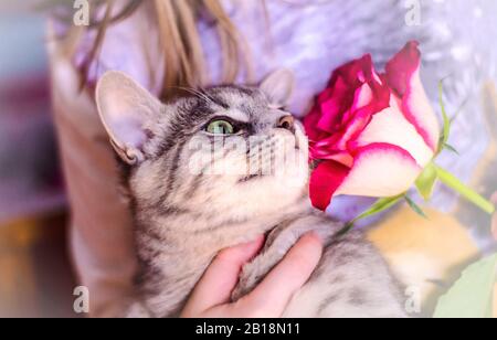 Chaton gris avec une rose dans les mains de l'enfant.Photo avec un animal. Carte de souhaits Banque D'Images