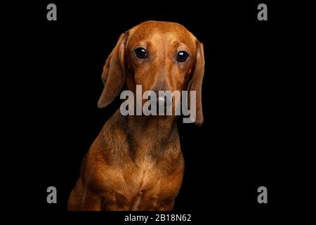 Portrait de Dachshund brun À poil Lisse Chien Curieux Stare dans l'appareil photo isolé sur fond noir, vue avant Banque D'Images