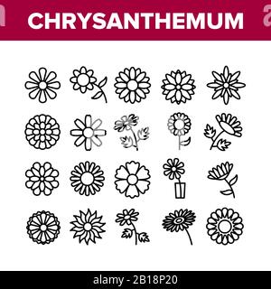 Icônes De La Collection De Fleurs De Chrysanthème Définir Le Vecteur Illustration de Vecteur