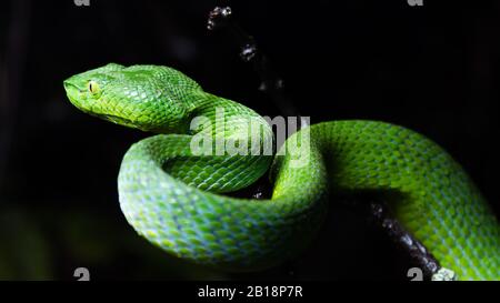 Gros plan de vipère siamois (trimeresurus fucatus). Banque D'Images