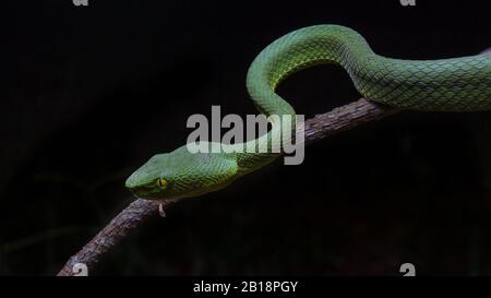 Gros plan de vipère siamois (trimeresurus fucatus). Banque D'Images