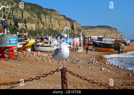 Seagull, Hastings, European Herring Gull, Perché Sur Le Stade De La Vieille Ville De Hastings, FishermeN'S Beach, Rock-A-Nore, East Sussex, Royaume-Uni Banque D'Images