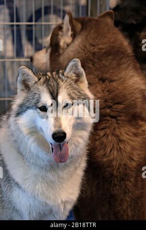 husky sibérien au salon des chiens Banque D'Images
