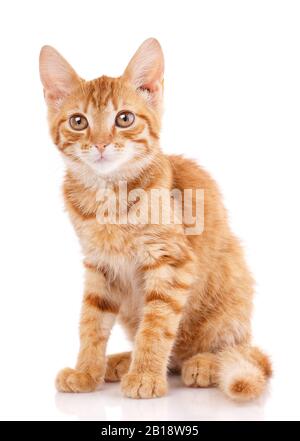 Portrait de chat à tête rouge. Regarder dans l'appareil photo. Banque D'Images