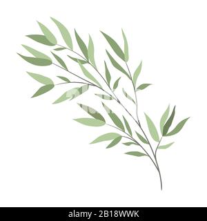 Branche isolée d'un saule sur fond blanc. Objet vectoriel plat Illustration de Vecteur