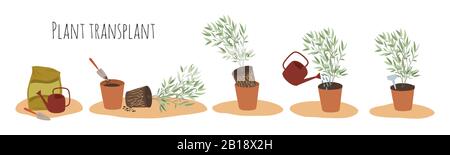 Images vectorielles plates de plantes intérieures en pots à différents stades de transplantation. Méthode de greffe. Objets isolés sur blanc Illustration de Vecteur