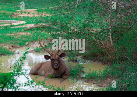 Sambar cerf se relaxant au parc national de Yala Sri Lanka Banque D'Images