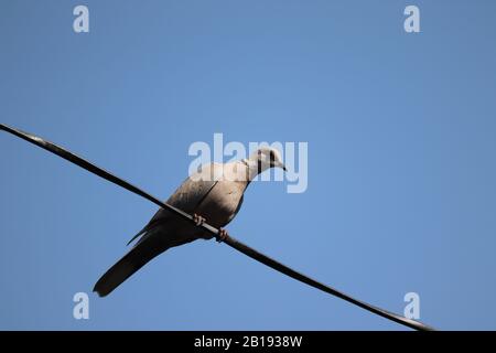 A thar colombe marchant sur le fil contre le ciel bleu clair, Banque D'Images