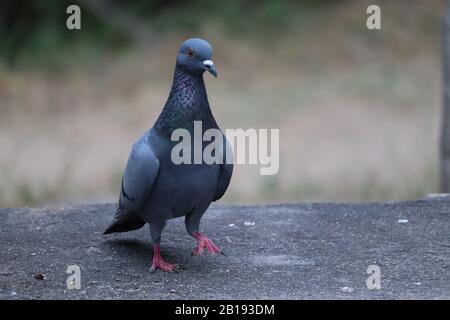 Pigeon domestique sur la roche sous lumière naturelle, gros plan Banque D'Images