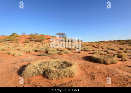 Spinifex circulaire qui pousse dans l'Outback australien près d'Alice Springs, territoire du Nord, territoire du Nord, Australie Banque D'Images