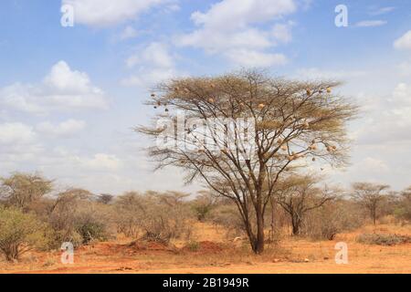 L'acacia sèche dans la savane africaine avec de nombreux petits nids d'oiseaux sur les branches Banque D'Images