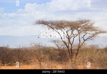 L'acacia sèche dans la savane africaine avec de nombreux petits nids d'oiseaux sur les branches Banque D'Images
