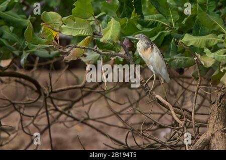 Squacco Heron (Ardeola Valloides) perché sur une branche au-dessus de la rivière Gambie. Banque D'Images