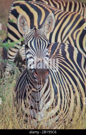 Portraits de zèbres africains. Parc National De Tsavo, Kenya Banque D'Images