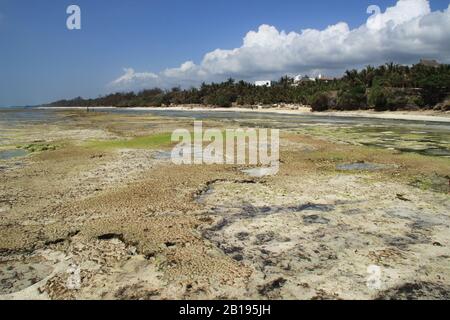 Marée basse sur la plage de Diani, la côte de l'océan Indien. Kenya, Afrique Banque D'Images