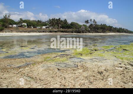 Marée basse sur la plage de Diani, la côte de l'océan Indien. Kenya, Afrique Banque D'Images