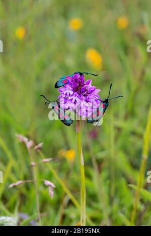 Papillons de nuit à Cinq points à bordure étroite (Zygaena lonicerae) sur l'orchidée Pyramidale (Anacamptis pyramidalis) dans une carrière de calcaire disutilisée au nord du pays de Galles Banque D'Images