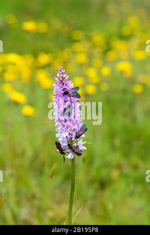 Papillons de nuit à cinq pois et bordure étroite (Zygaena lonicerae) se nourrissant de fleurs d'orchidées à pois communs (Dactylorhiza fuchsii) Minera Quarry North Wales UK Banque D'Images