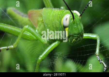 Sauterelle coincée sur la toile d'araignée Banque D'Images