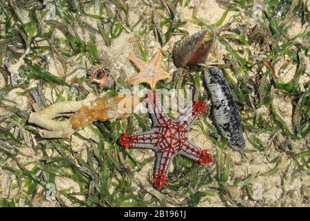 Composition des étoiles de mer et des coquillages dans l'eau salée et les algues de l'océan Indien. Kenya, Afrique. Banque D'Images