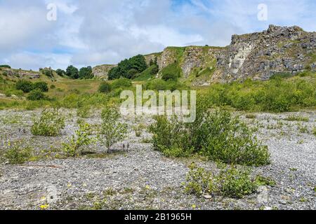 Gommage de bouleau (Betula) croissant dans une carrière de calcaire disutilisée maintenant une réserve de faune sauvage de la région de Galles du Nord Minera North Wales UK juillet 2019 9123 Banque D'Images