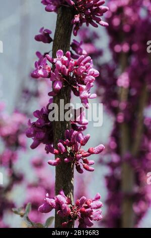 Arbre fleur de belles fleurs dans la saison du printemps Banque D'Images