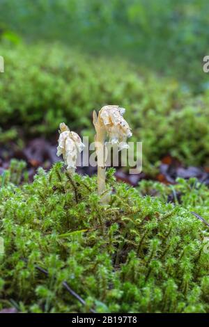 Nid d'oiseau jaune (Hypopitys monotropa) croissant dans des bois humides près de Wrexham North Wales UK juin 2019 53781 Banque D'Images