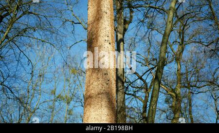 Les forêts de chêne caduques infestent la sécheresse sèche et attaquées par le ravageur européen du dendroctone du dendroctone du Xyleborus monographus ambrosia, Scolytus intracatus Banque D'Images