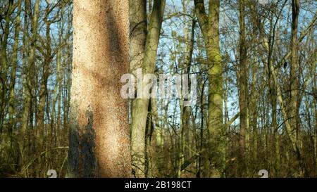 Les forêts de chêne caduques infestent la sécheresse sèche et attaquées par le ravageur européen du dendroctone du dendroctone du Xyleborus monographus ambrosia, Scolytus intracatus Banque D'Images