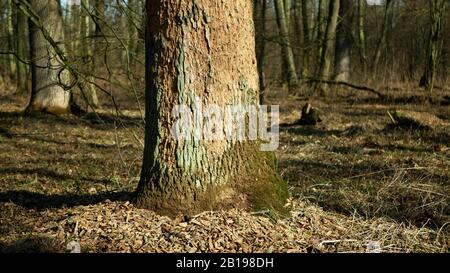 Les forêts de chêne caduques infestent la sécheresse sèche et attaquées par le ravageur européen du dendroctone du dendroctone du Xyleborus monographus ambrosia, Scolytus intracatus Banque D'Images