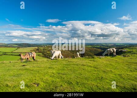 Lamas (lama glama) pacage sur Dartmoor, South Devon UK. Octobre 2019 Banque D'Images