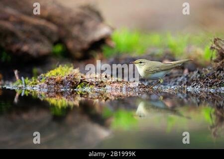 Paruline de saule (Phylloscopus trochillus), à la piscine d'eau, aux Pays-Bas, Overijssel, Lemelerberg Banque D'Images