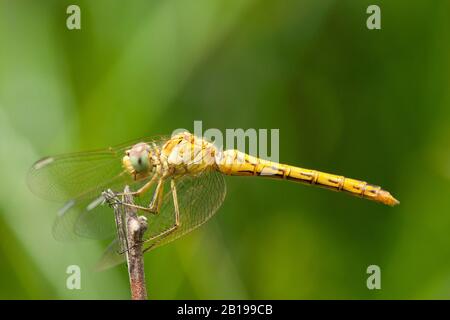 méridional sympeprum, Southern European sympeprum, Southern Darter (Sympeprum méridionale), femme, Grèce, Lesbos Banque D'Images