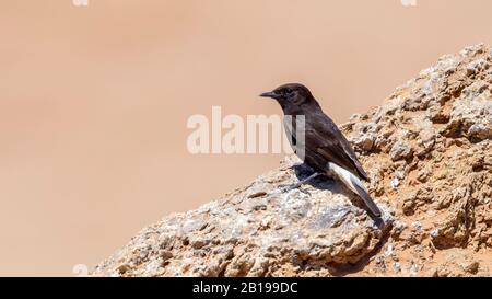 Roue noire africaine (Oenanthe leutura riggenbachi, Oenanthe riggenbachi), homme perché sur un rocher, Maroc, Sahara occidental Banque D'Images