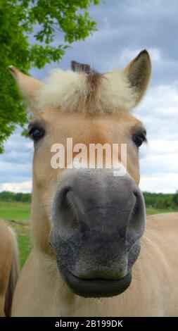 Fjord cheval, cheval norvégien (Equus przewalskii F. cavallus), en regardant la caméra, Allemagne Banque D'Images