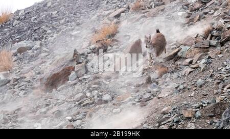 Bharal, mouton bleu himalayenne, naur (Pseudois nayaur), chassé par Snow Leopard dans la vallée de Rumbak, Inde, Ladakh Banque D'Images