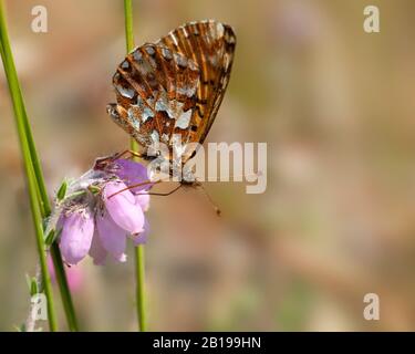 Frégate de canneberges (Boloria aquilonaris), sur une santé florissante, Pays-Bas, Drenthe Banque D'Images