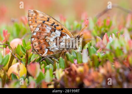 Frégate de canneberges (Boloria aquilonaris), imago, vue latérale, Allemagne Banque D'Images