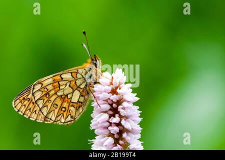 Bog fritillary (Boloria eunomia, Clossiana eunomia, Proclossiana eunomia), se trouve sur Bistorta officinalis, Allemagne, Rhénanie-du-Nord-Westphalie, Eifel Banque D'Images