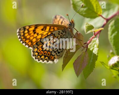 Fritillaire de Glanville (Melitaea cinxia, Melicta cinxia), sur une feuille, Pays-Bas, Limbourg Banque D'Images