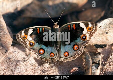 Blue Pansy (Junonia ithyya madagascariensis), se trouve sur le terrain, Gambie, Tendaba Banque D'Images